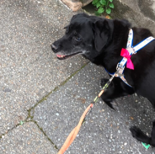 ラブラドールレトリーバー,宝塚