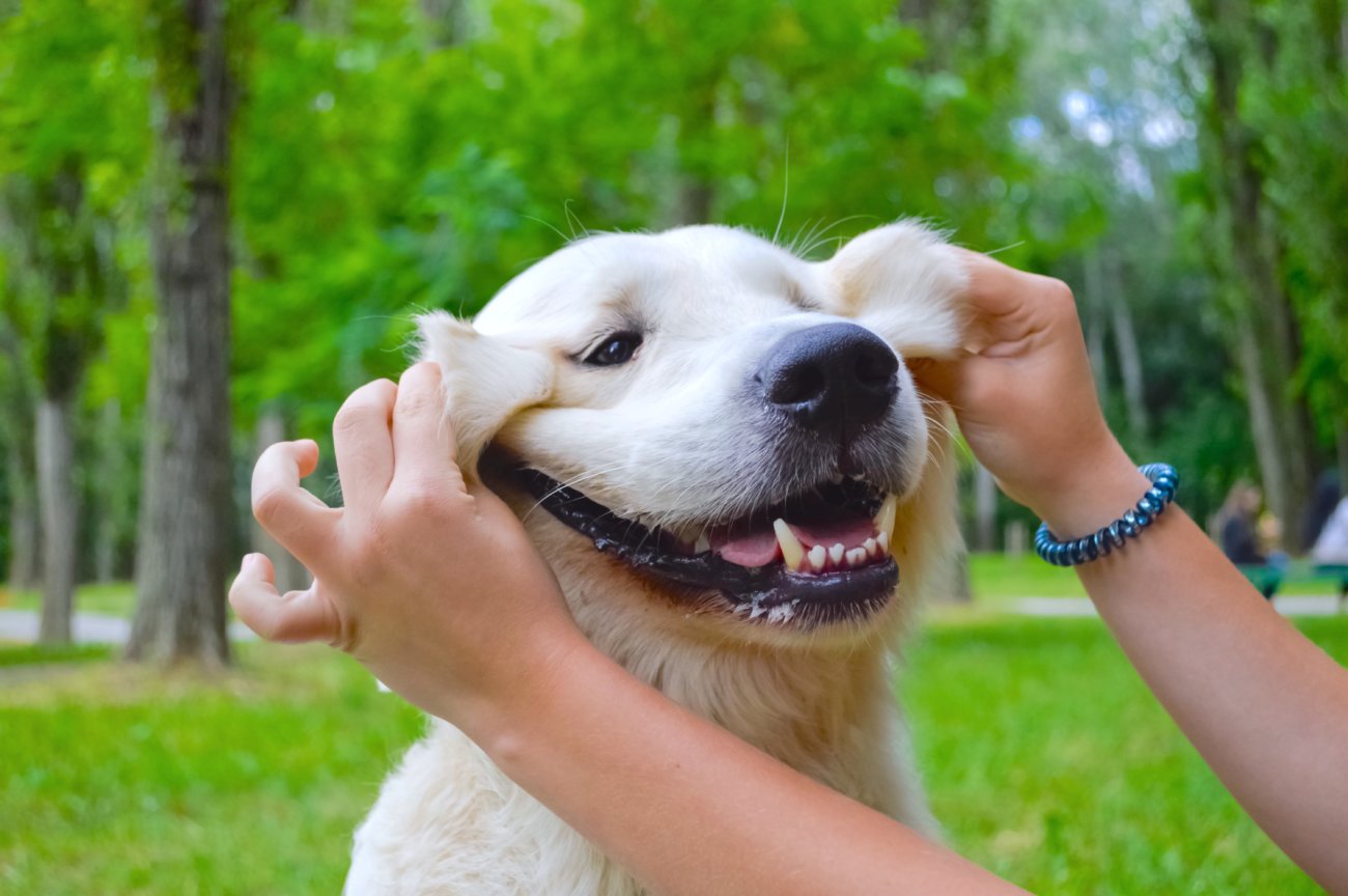 レトリーバー,愛玩動物