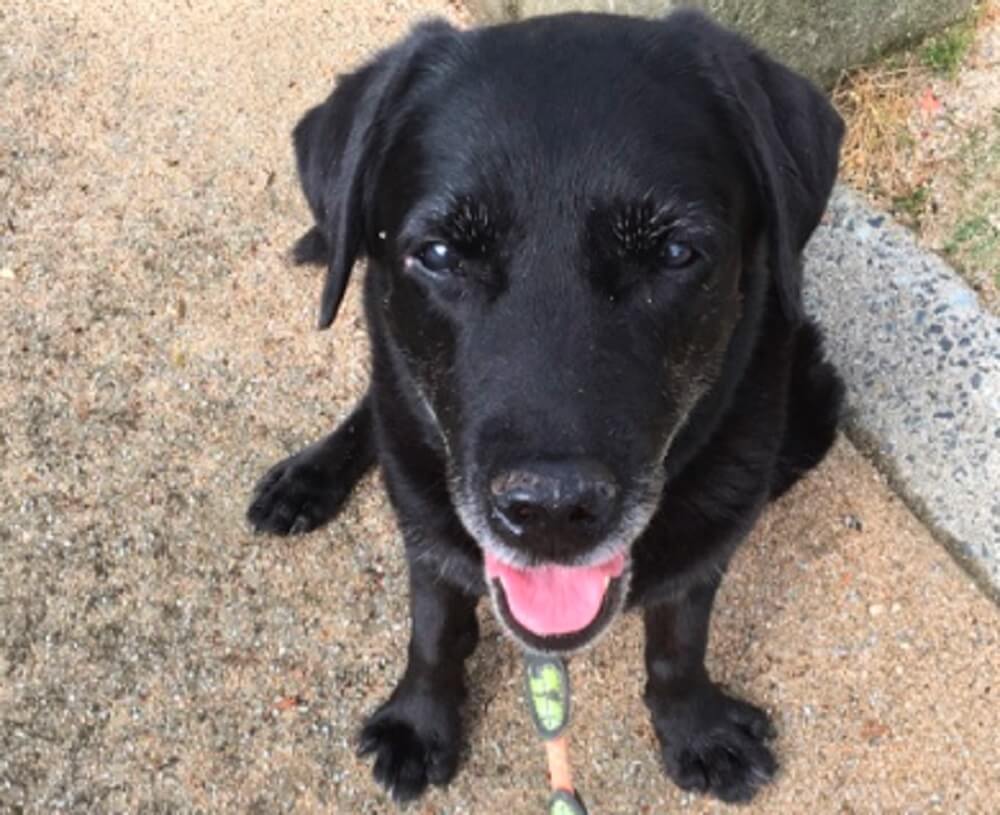 ラブラドールレトリーバー,宝塚