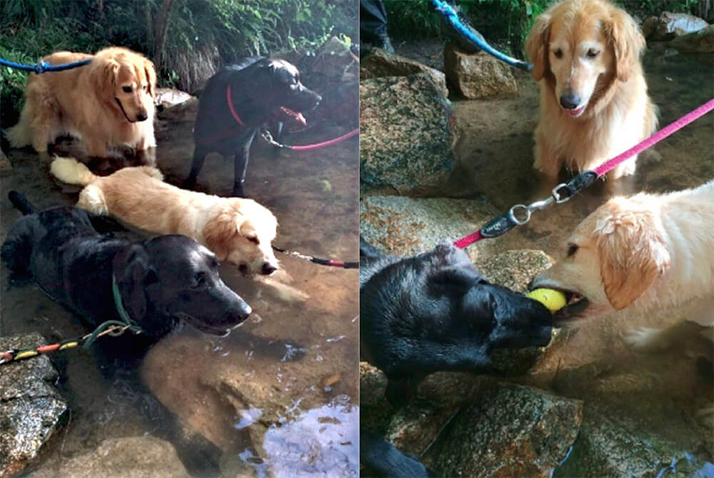 ラブラドールレトリーバー,宝塚