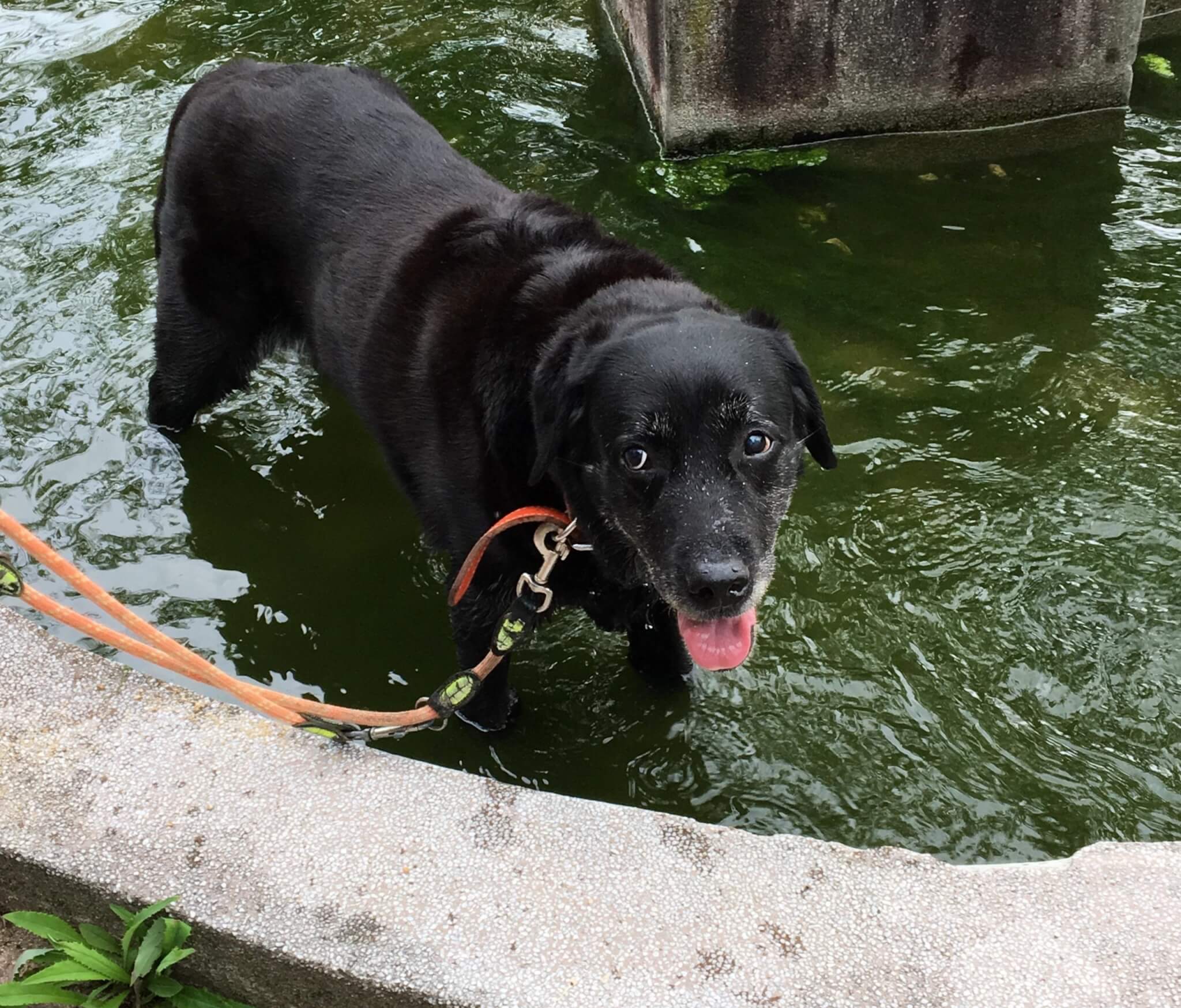 ラブラドールレトリーバー,宝塚