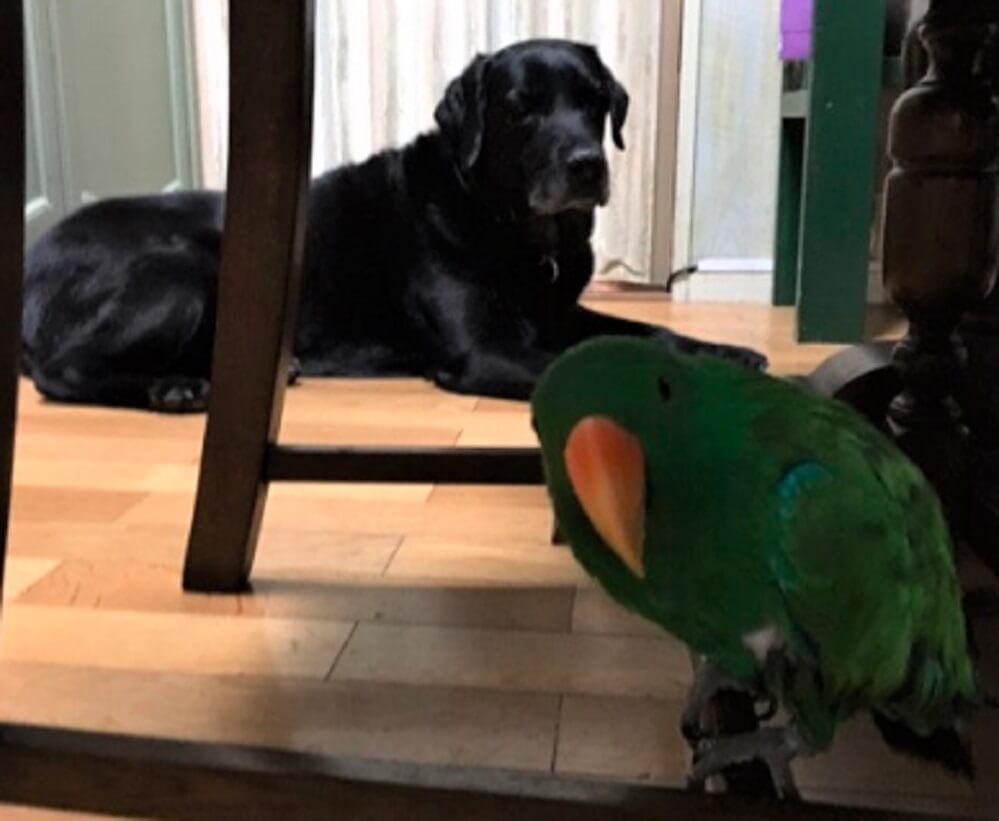 ラブラドールレトリーバー,宝塚