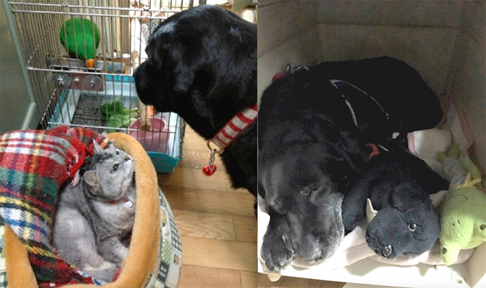 ラブラドールレトリーバー,宝塚