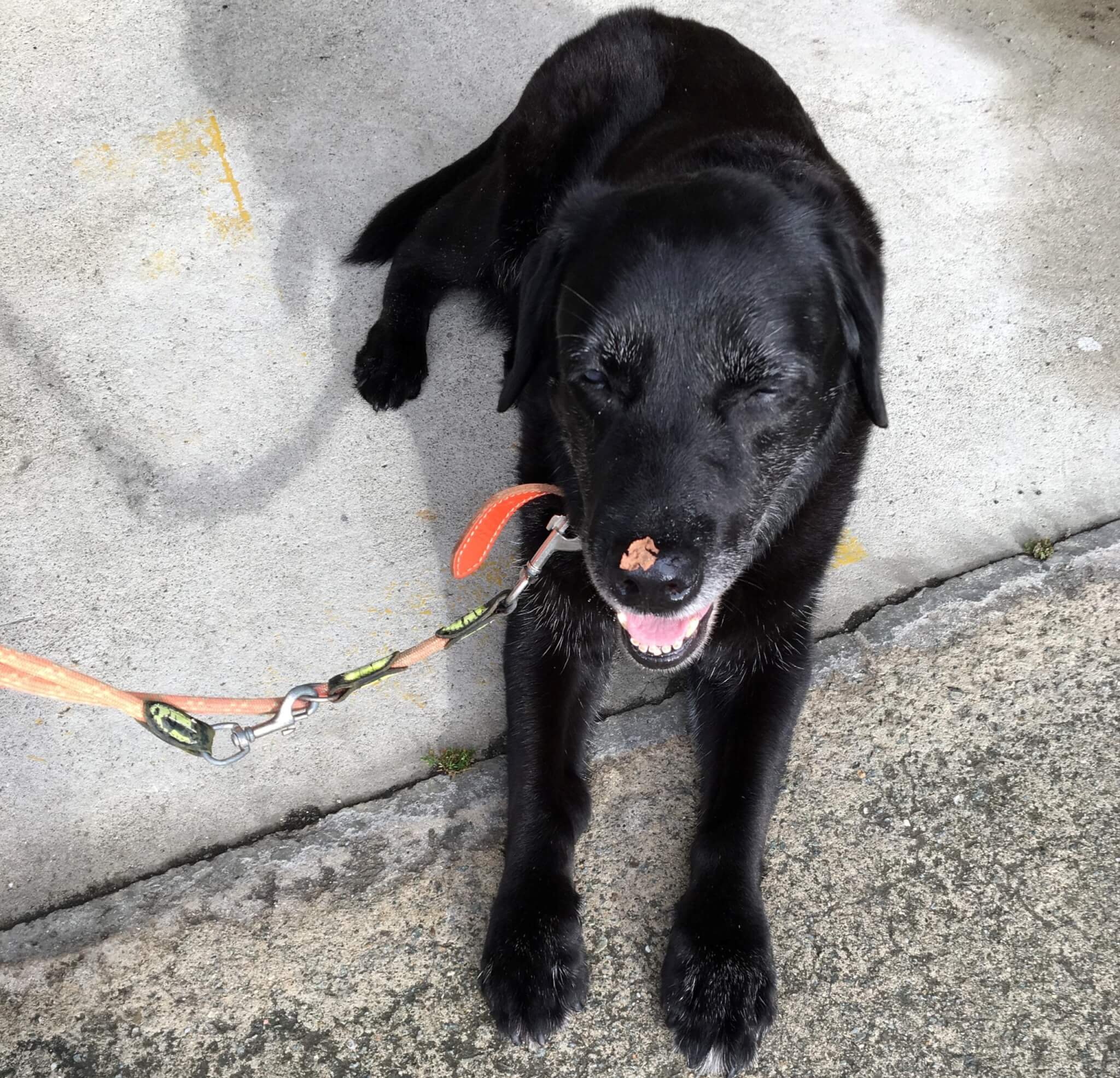 ラブラドールレトリーバー,宝塚