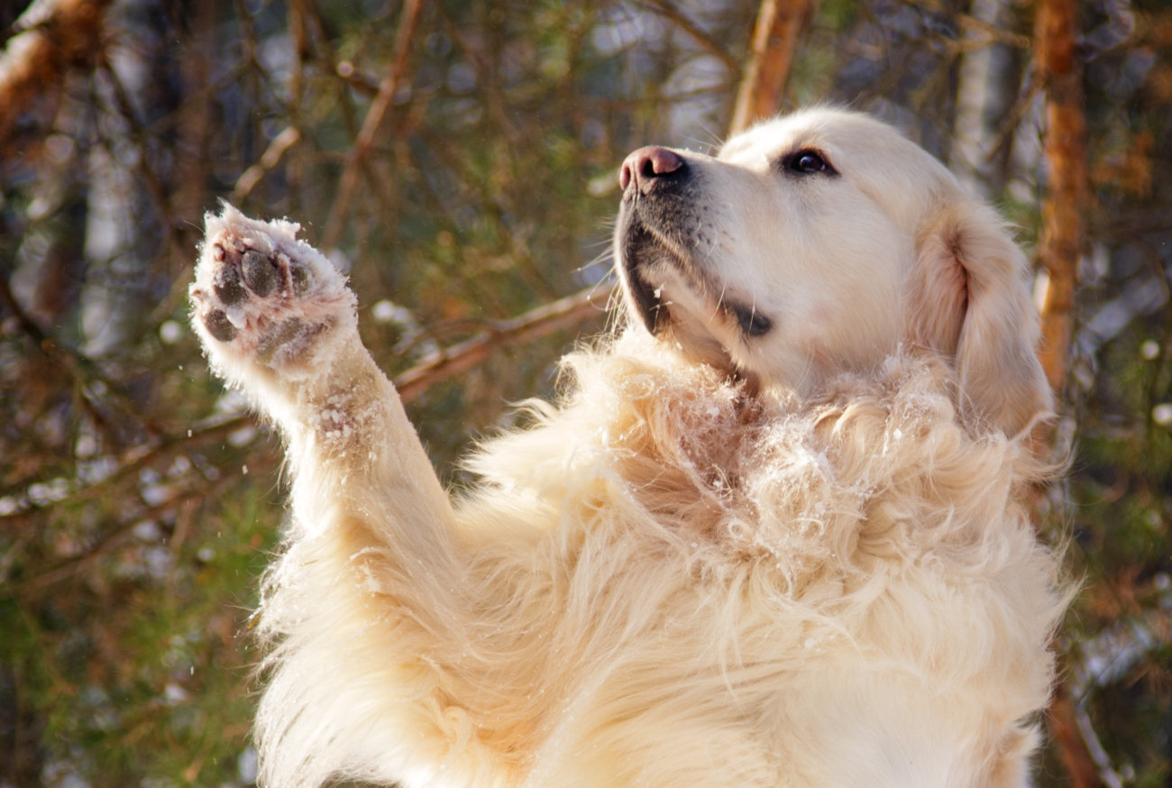 レトリーバー,愛玩動物