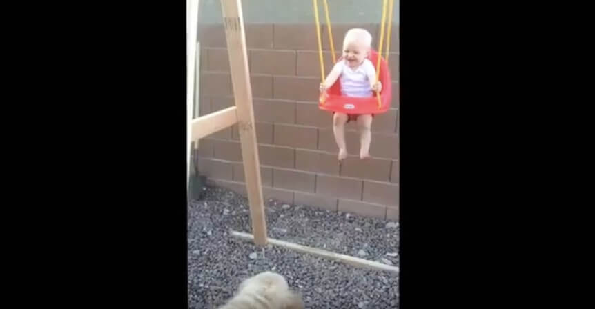 ゴールデンレトリーバー,動画