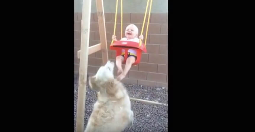 ゴールデンレトリーバー,動画