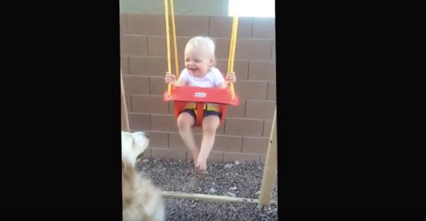 ゴールデンレトリーバー,動画