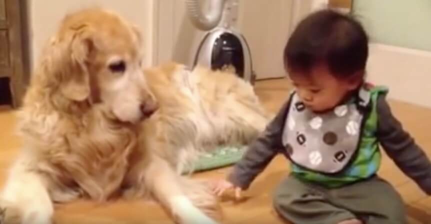 ゴールデンレトリーバー,動画