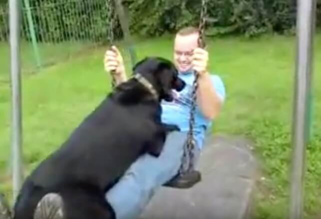 ラブラドールレトリーバー,動画