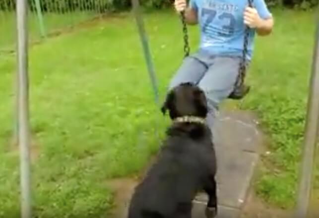 ラブラドールレトリーバー,動画