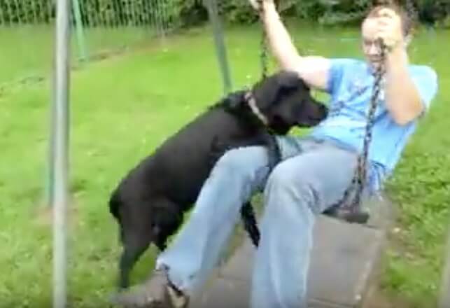 ラブラドールレトリーバー,動画