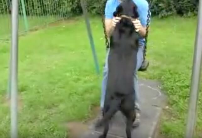 ラブラドールレトリーバー,動画