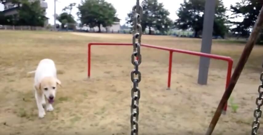 ラブラドールレトリーバー,動画