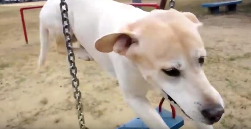 ラブラドールレトリーバー,動画