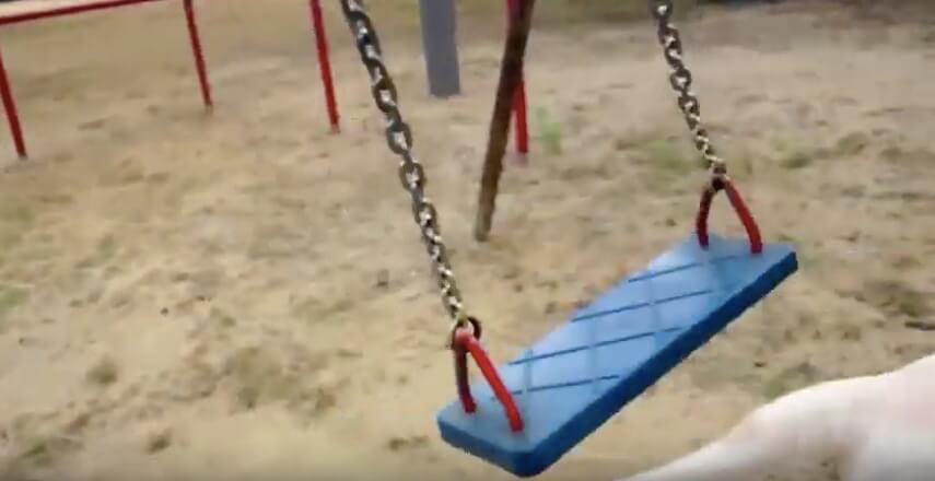 ラブラドールレトリーバー,動画