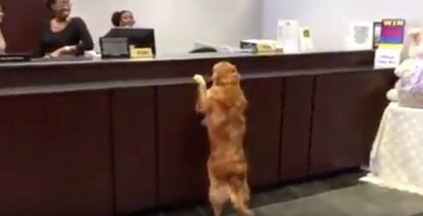 ゴールデンレトリーバー,動画