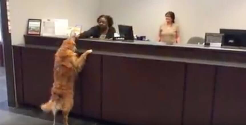 ゴールデンレトリーバー,動画