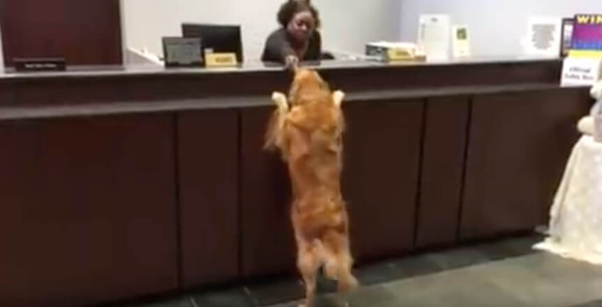 ゴールデンレトリーバー,動画