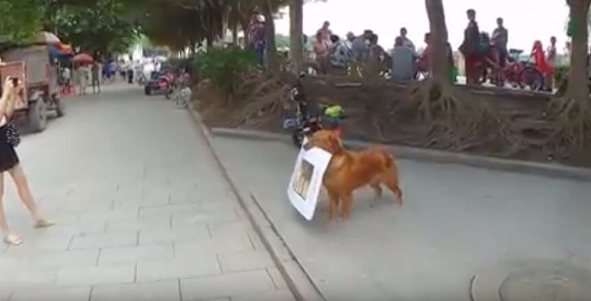 ゴールデンレトリーバー,動画