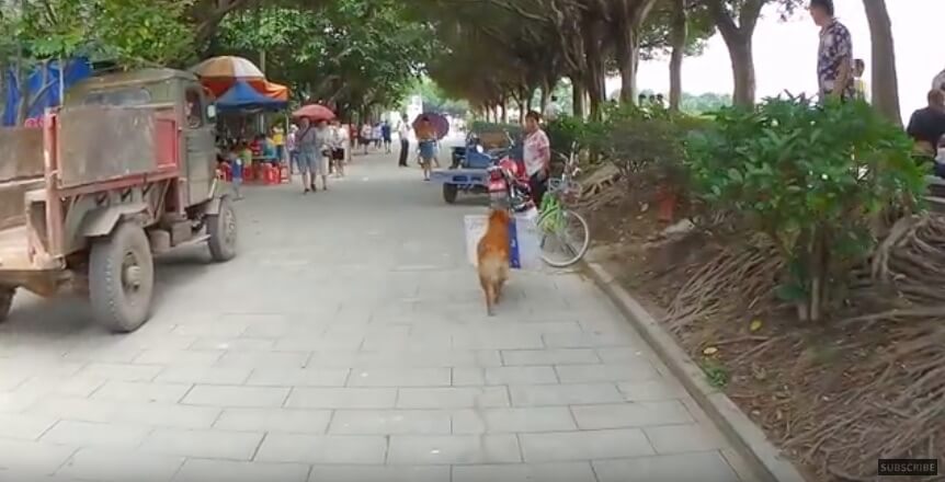 ゴールデンレトリーバー,動画