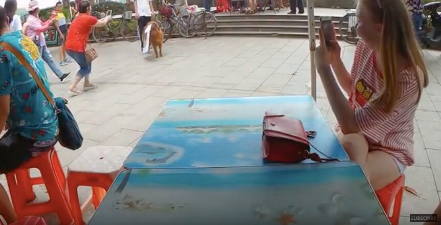 ゴールデンレトリーバー,動画