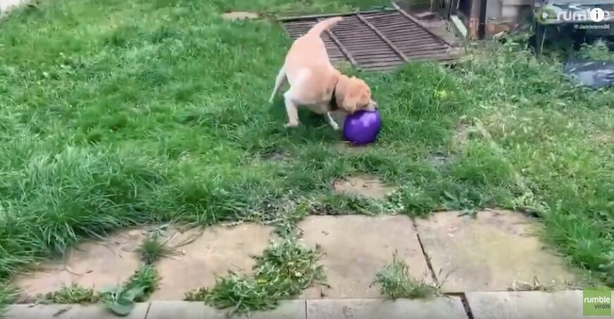 ラブラドールレトリーバー,動画