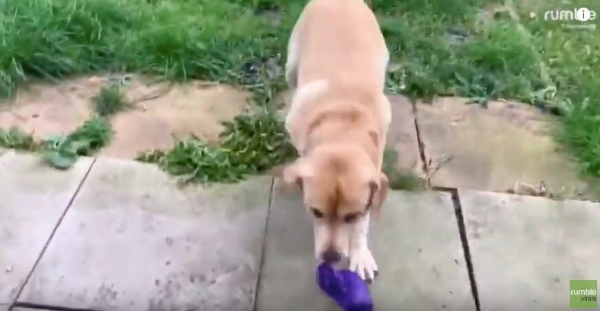 ラブラドールレトリーバー,動画