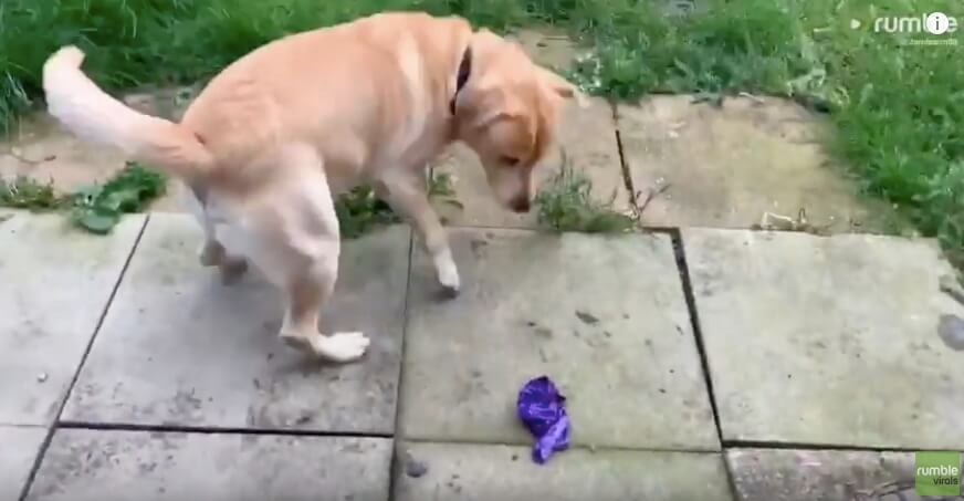 ラブラドールレトリーバー,動画