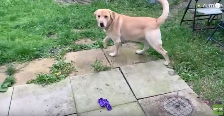 ラブラドールレトリーバー,動画