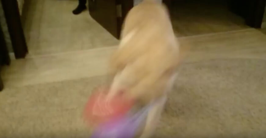 ラブラドールレトリーバー,動画