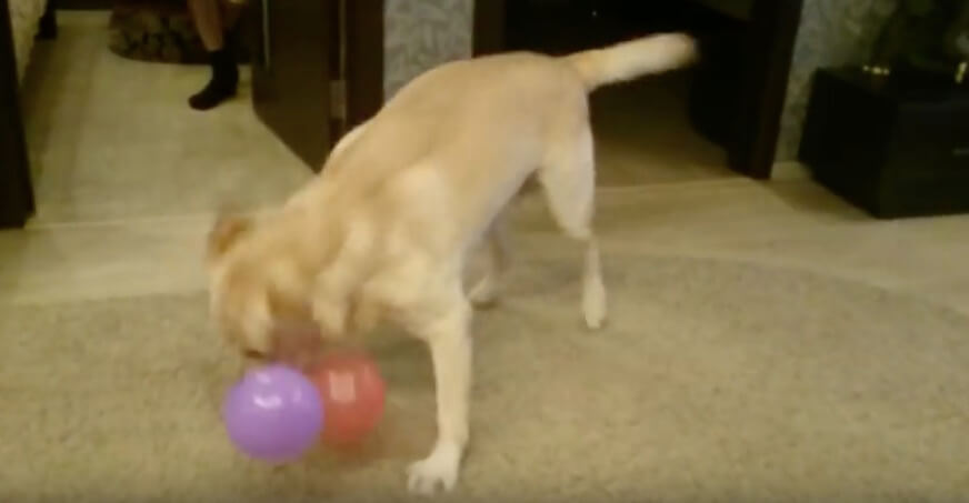 ラブラドールレトリーバー,動画