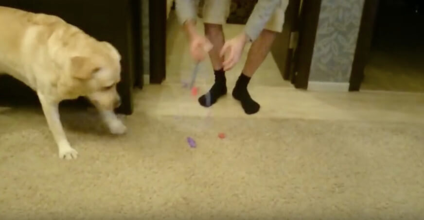 ラブラドールレトリーバー,動画