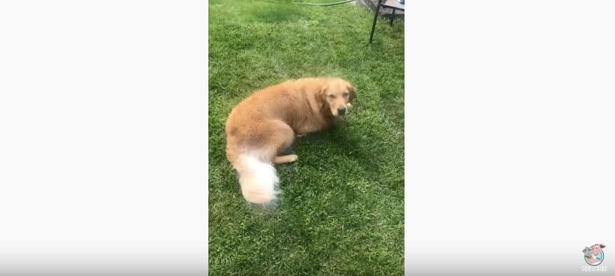 ゴールデンレトリーバー,動画