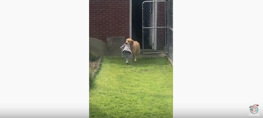 ゴールデンレトリーバー,動画