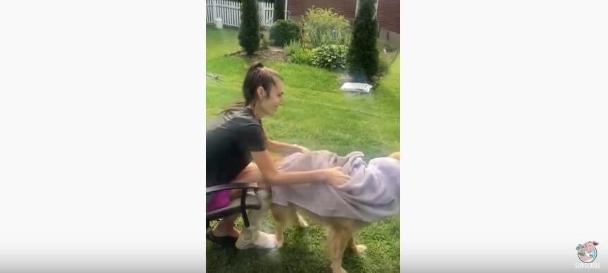 ゴールデンレトリーバー,動画