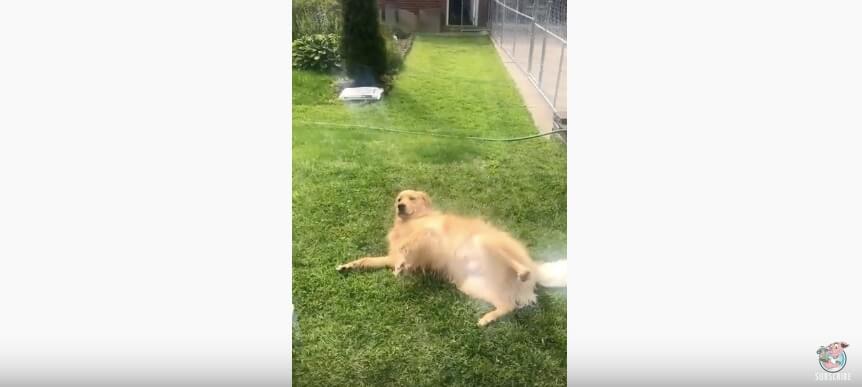 ゴールデンレトリーバー,動画