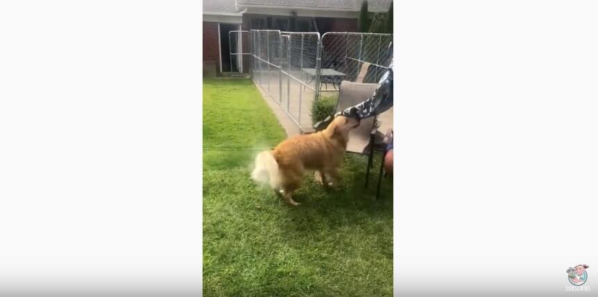 ゴールデンレトリーバー,動画