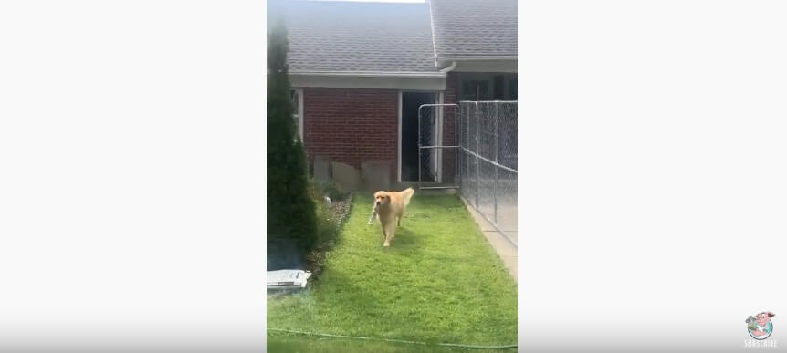 ゴールデンレトリーバー,動画