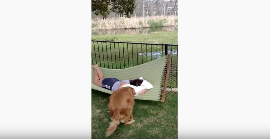 ゴールデンレトリーバー,動画