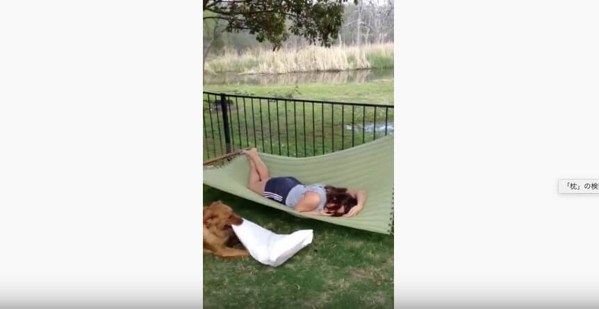 ゴールデンレトリーバー,動画