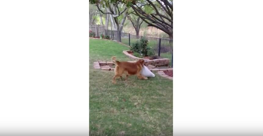 ゴールデンレトリーバー,動画