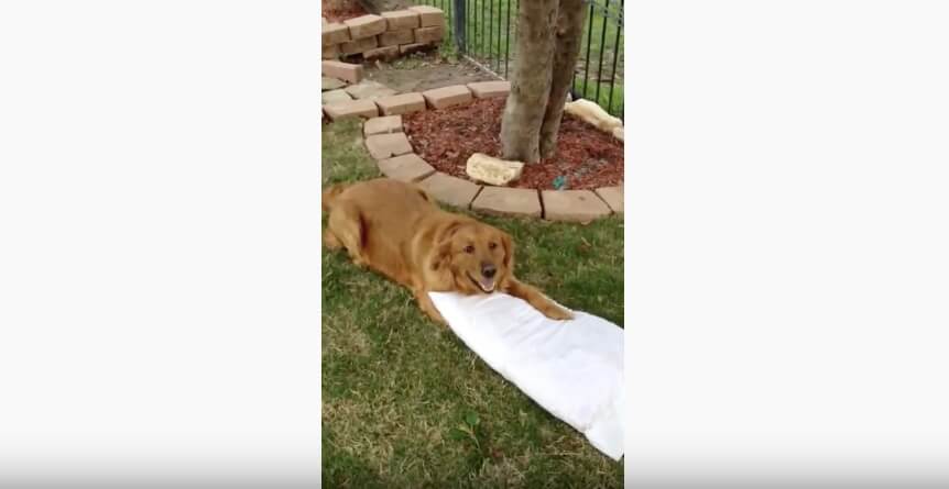 ゴールデンレトリーバー,動画