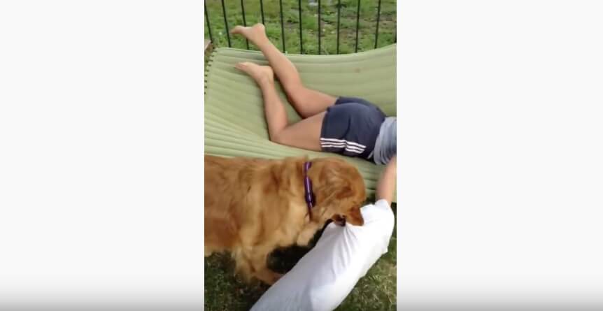 ゴールデンレトリーバー,動画