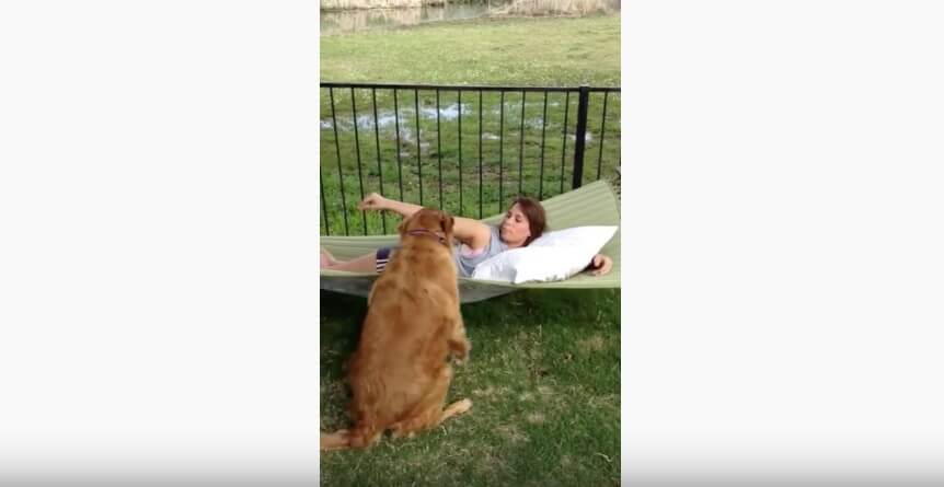 ゴールデンレトリーバー,動画