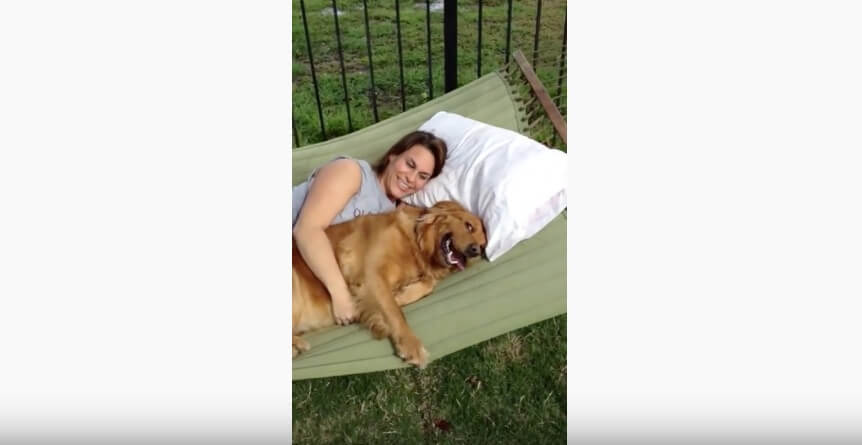 ゴールデンレトリーバー,動画