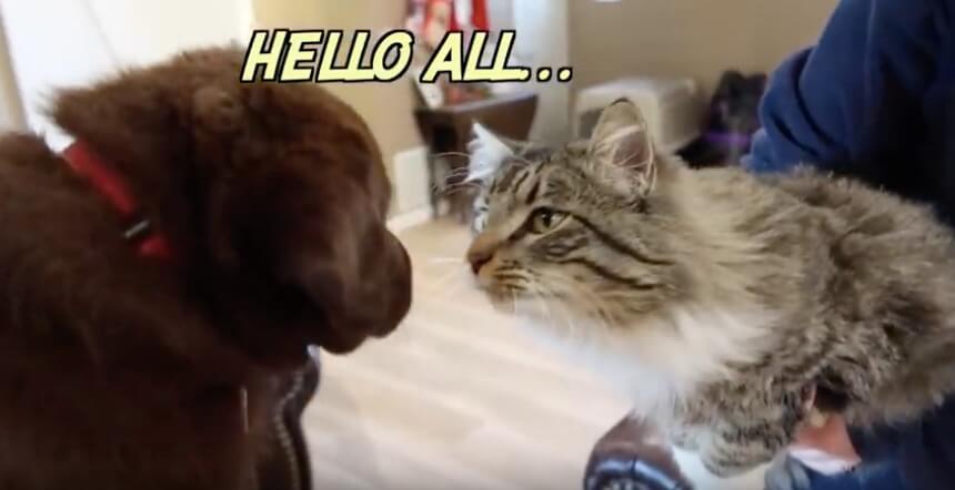 ラブラドールレトリーバー,動画