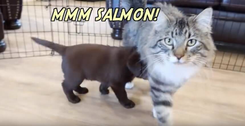 ラブラドールレトリーバー,動画