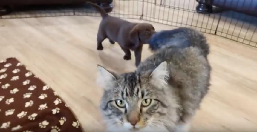 ラブラドールレトリーバー,動画