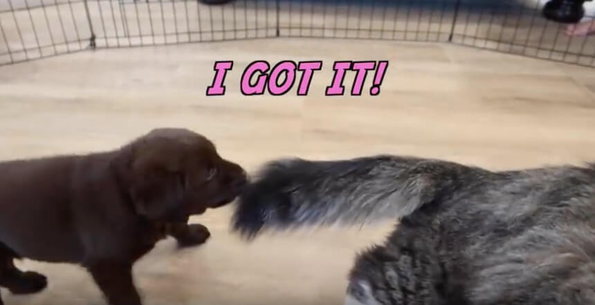 ラブラドールレトリーバー,動画